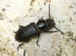 Attēlu rezultāti vaicājumam “Spondylis buprestoides”