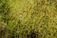 Attēlu rezultāti vaicājumam “Isothecium alopecuroides”