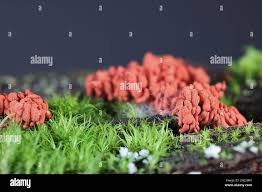 Attēlu rezultāti vaicājumam “Arcyria imperialis macro”