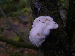 Attēlu rezultāti vaicājumam “Reticularia sp.”