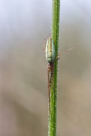 Attēlu rezultāti vaicājumam “Tetragnatha extensa”