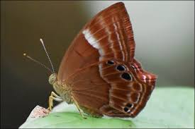 Attēlu rezultāti vaicājumam “Riodinidae”