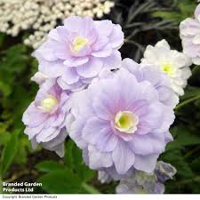 Image result for Geranium `Summer Skies`