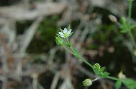 Attēlu rezultāti vaicājumam “Arenaria serpyllifolia flower”