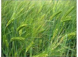 Attēlu rezultāti vaicājumam “Hordeum vulgare”