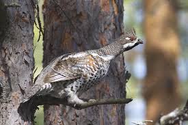 Attēlu rezultāti vaicājumam “Tetrastes bonasia”
