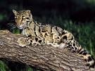 Clouded Leopard