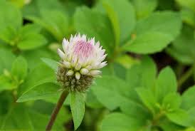 Attēlu rezultāti vaicājumam “Trifolium hybridum flower”