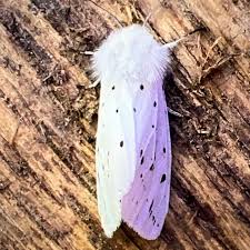 Attēlu rezultāti vaicājumam “Diaphora mendica”