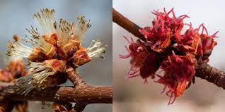 Attēlu rezultāti vaicājumam “Acer saccharinum bud”