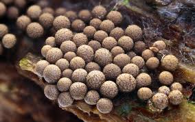 Attēlu rezultāti vaicājumam “Cribraria macrocarpa stalked”