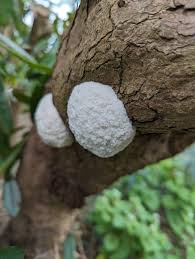 Attēlu rezultāti vaicājumam “Reticularia lycoperdon young”