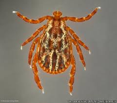 Attēlu rezultāti vaicājumam “Dermacentor reticulatus female”