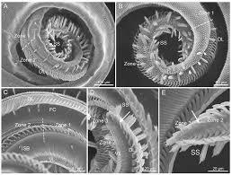 Attēlu rezultāti vaicājumam “Protoschinia scutosa”
