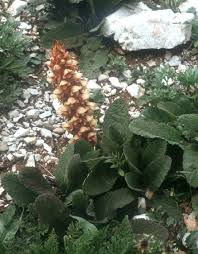 Attēlu rezultāti vaicājumam “Orobanche coerulescens bud”