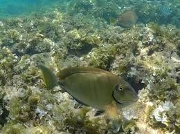 Image result for Acanthurus bahianus