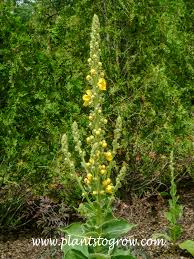 Attēlu rezultāti vaicājumam “Verbascum thapsus flower”