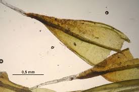 Attēlu rezultāti vaicājumam “Schistidium robustum”