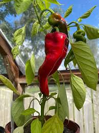 Afbeeldingsresultaat voor long red marconi sweet pepper