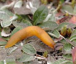 Attēlu rezultāti vaicājumam “Malacolimax tenellus”