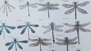 Attēlu rezultāti vaicājumam “Cordulidae”