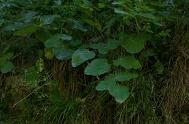 Attēlu rezultāti vaicājumam “Laserpitium latifolium leaf”