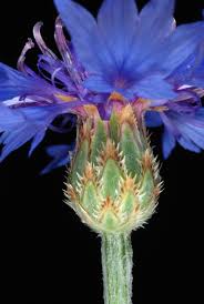 Image result for Centaurea cyanus