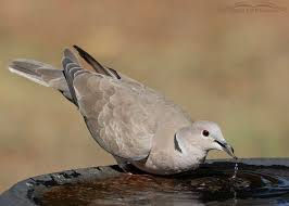 Attēlu rezultāti vaicājumam “Streptopelia decaocto adult”