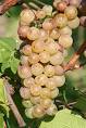 Auxerrois Blanc - Wikipedia, the free encyclopedia