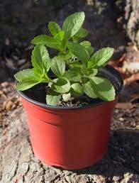 Image result for Stevia rebaudiana