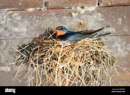 Attēlu rezultāti vaicājumam “Hirundo rustica nest”