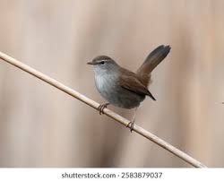 Image result for Cettia cetti