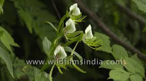 Attēlu rezultāti vaicājumam “Commelina coelestis flower”