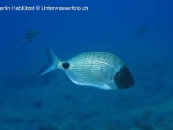 Image result for Diplodus cadenati