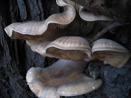 Attēlu rezultāti vaicājumam “Hypsizygus ulmarius”