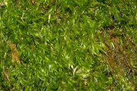 Attēlu rezultāti vaicājumam “Homomallium incurvatum”