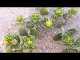 Attēlu rezultāti vaicājumam “Honckenya peploides bud”