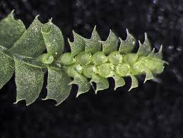 Attēlu rezultāti vaicājumam “Chiloscyphus”