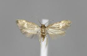 Attēlu rezultāti vaicājumam “Borkhausenia minutella”