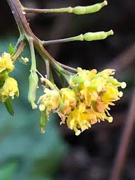 Attēlu rezultāti vaicājumam “Rorippa palustris flower”