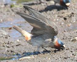 Image result for Petrochelidon pyrrhonota