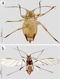 Attēlu rezultāti vaicājumam “Aphididae”