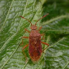 Attēlu rezultāti vaicājumam “Rhopalus maculatus”