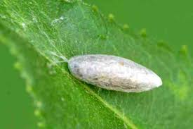 Attēlu rezultāti vaicājumam “Tenthredo mandibularis larva”