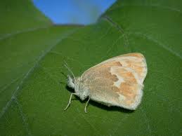 Attēlu rezultāti vaicājumam “Coenonympha tullia underside”