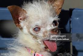 Image result for ugliest dog