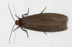 Attēlu rezultāti vaicājumam “Atolmis rubricollis”