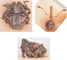 Attēlu rezultāti vaicājumam “Enteridium variabile macro”