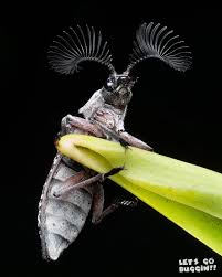 Attēlu rezultāti vaicājumam “Craniophora ligustri imago”