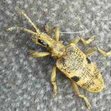 Attēlu rezultāti vaicājumam “Rhagium mordax”